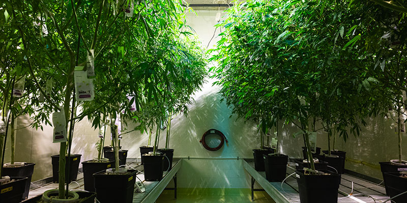 CBD Anbau in der Schweiz: Indoor Hanfpflanzen aus organischem Anbau ohne synthetische Pestizide