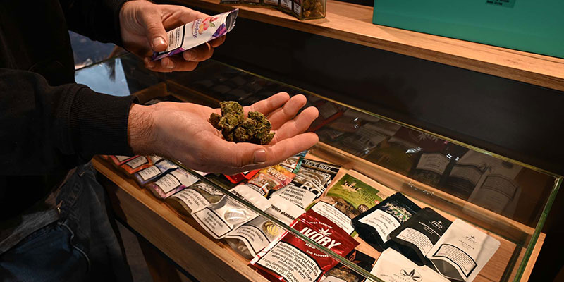 CBD-Blüten Beratung im Smokee CBD Shop Schweiz mit Auswahl an hochwertigen Cannabis-Blüten