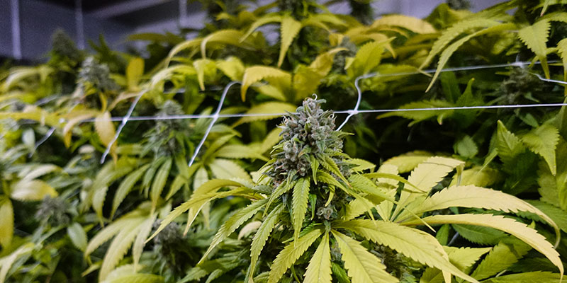 CBD Blüten aus Schweizer Indoor-Anbau mit dichter Struktur und hohem Qualitätsstandard, THC unter 1%