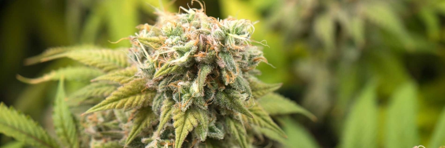 420 – ein Festtag für Joint-Freunde 